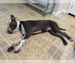 Small #1 American Pit Bull Terrier