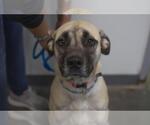Small Great Pyrenees Mix