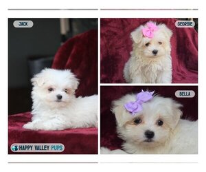 Maltese Litter for sale in BEACH CITY, OH, USA