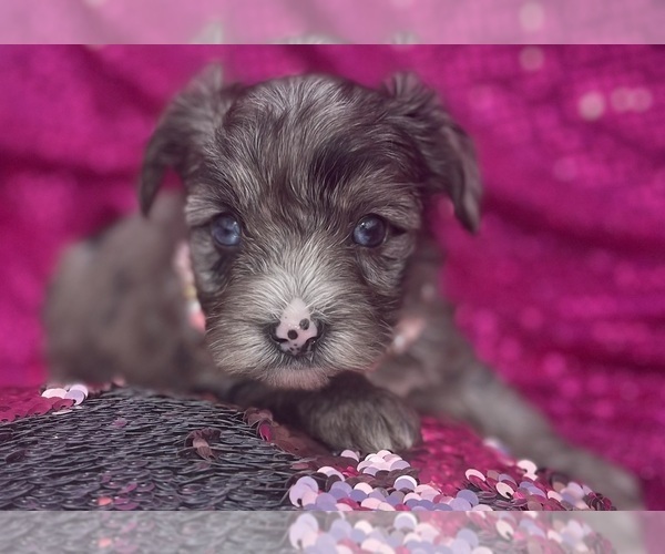 Medium Photo #15 Yorkshire Terrier Puppy For Sale in MIAMI, FL, USA