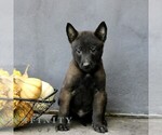 Rocky - Male Belgian Malinois Puppy for Sale - Photo #3