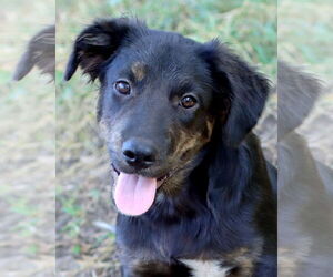 Australian Shepherd-Unknown Mix Dogs for adoption in Green Forest, AR, USA