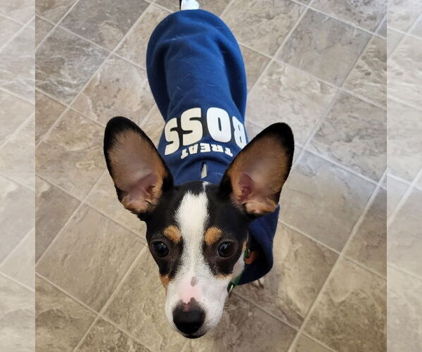 Medium Photo #4 Rat Terrier-Unknown Mix Puppy For Sale in Fargo, ND, USA