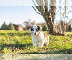 Small Photo #2 Pembroke Welsh Corgi Puppy For Sale in WARSAW, IN, USA