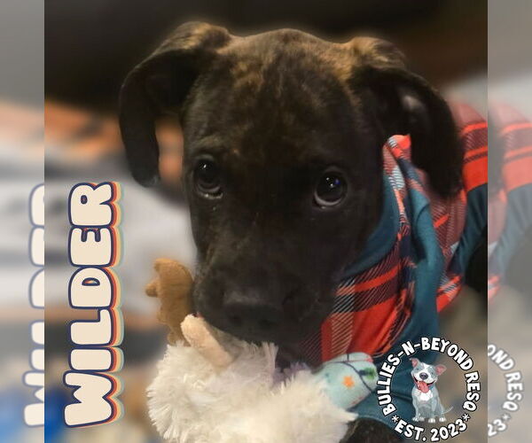 Medium Photo #12 Boxer-German Wirehaired Pointer Mix Puppy For Sale in Omaha, NE, USA