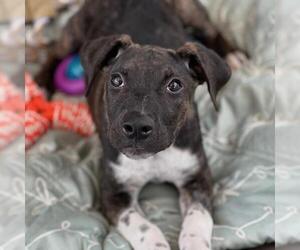 Mutt Dogs for adoption in San Diego, CA, USA
