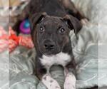 Small Mutt