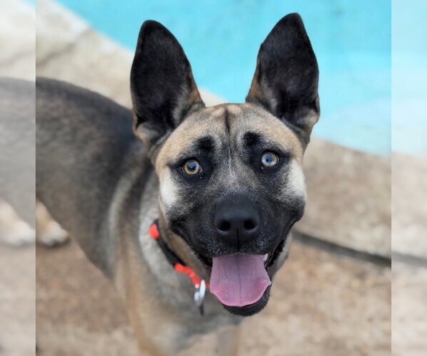 Medium Photo #4 Mutt Puppy For Sale in Canton, CT, USA