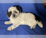 Puppy Henri Maltipoo
