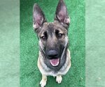 Small Photo #2 German Shepherd Dog Puppy For Sale in Redlands, CA, USA