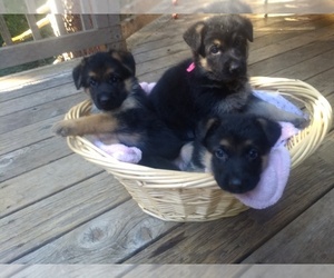 German Shepherd Dog Puppy for sale in WEST LINN, OR, USA