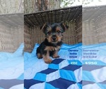 Puppy Clarence Yorkshire Terrier
