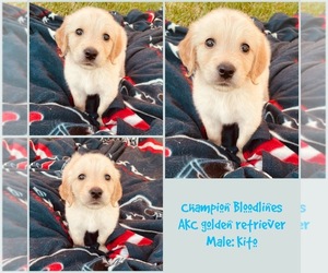 Golden Retriever Puppy for Sale in SUGAR LAND, Texas USA