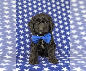 Cocker Spaniel-Poodle (Miniature) Mix Puppy for sale in PEACH BOTTOM, PA, USA