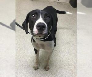 Plott Hound-Unknown Mix Dogs for adoption in Riverside, CA, USA