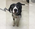 Small Plott Hound Mix