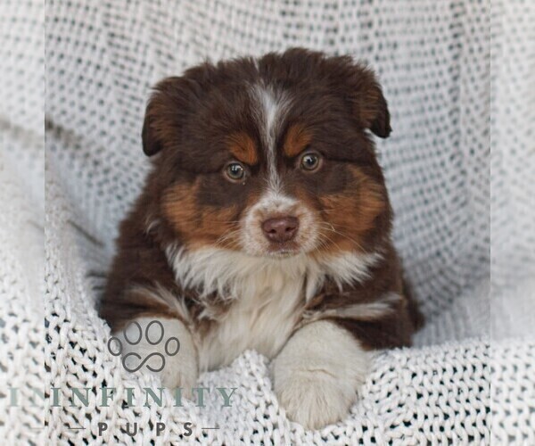 Medium Photo #1 Miniature Australian Shepherd Puppy For Sale in NEW HOLLAND, PA, USA