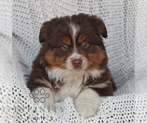 Miniature Australian Shepherd Puppy for sale in NEW HOLLAND, PA, USA