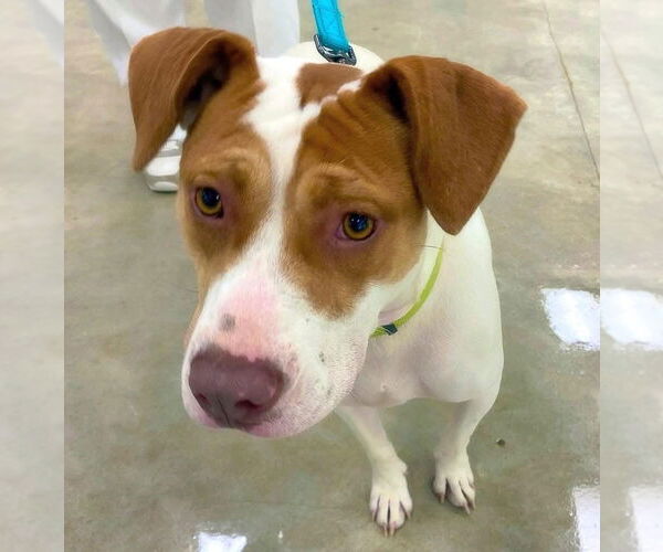 Medium Photo #4 Pointer-Unknown Mix Puppy For Sale in Alexander, AR, USA