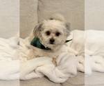 Small Pom-A-Poo