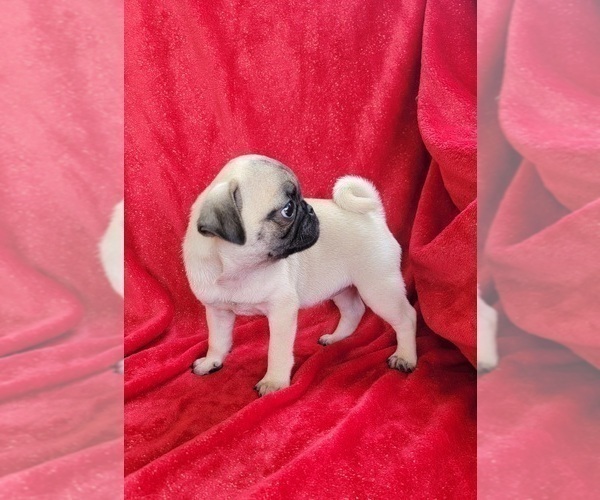 Medium Photo #2 Pug Puppy For Sale in SILVER SPRINGS, FL, USA