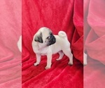 Small #1 Pug