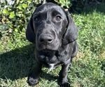 Small #3 German Shorthaired Lab