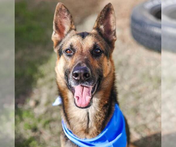 Medium Photo #1 German Shepherd Dog-Unknown Mix Puppy For Sale in San Antonio, TX, USA
