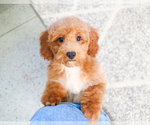 Small Photo #2 Poodle (Toy) Puppy For Sale in SYRACUSE, IN, USA