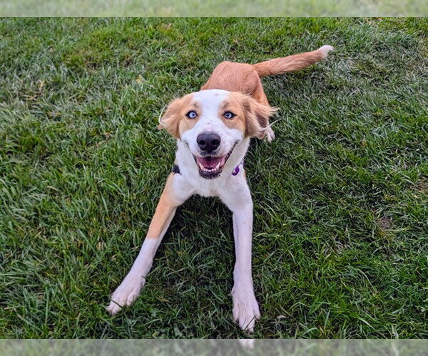 Medium Photo #1 Australian Shepherd-Unknown Mix Puppy For Sale in San Clemente, CA, USA