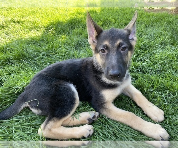 Medium Photo #1 German Shepherd Dog Puppy For Sale in OREM, UT, USA
