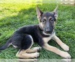 Small Photo #1 German Shepherd Dog Puppy For Sale in OREM, UT, USA