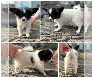 Papillon Puppy for Sale in ELK RIVER, Minnesota USA