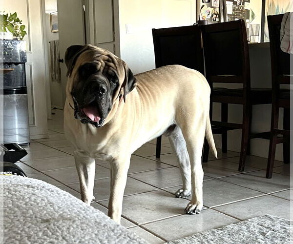 Medium Photo #5 Mastiff Puppy For Sale in Goodyear, AZ, USA