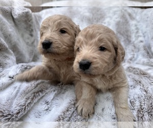 Goldendoodle Puppy for Sale in BELTON, Texas USA