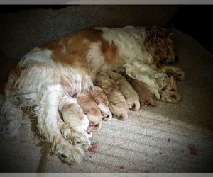 Mother of the Cock-A-Poo puppies born on 12/17/2022