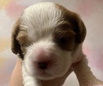 Puppy Tory Cavalier King Charles Spaniel