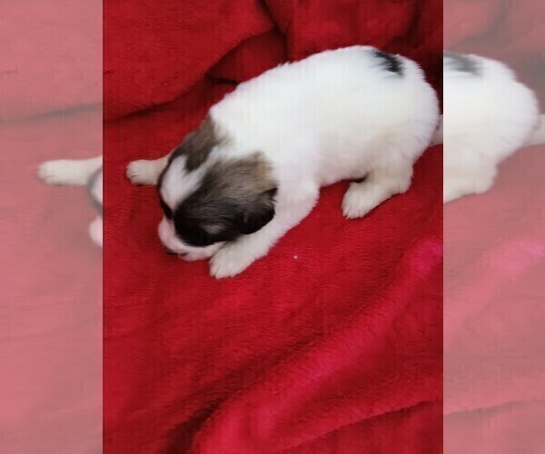 Medium Photo #36 Great Pyrenees Puppy For Sale in BANCROFT, WI, USA