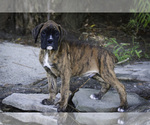 Small #3 Boxer