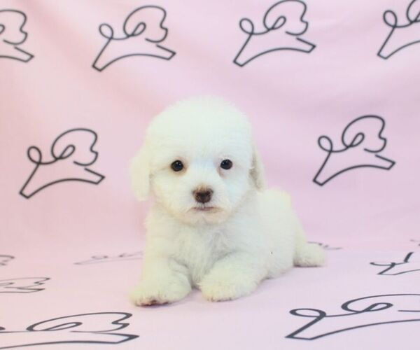 Medium Photo #21 Maltipoo Puppy For Sale in LAS VEGAS, NV, USA