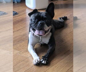 Medium French Bulldog