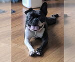 Small French Bulldog