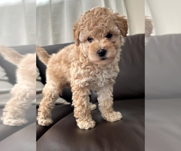 Medium Photo #1 Goldendoodle mix (+ Poodle Miniature) Puppy For Sale in NORTH LIBERTY, IN, USA