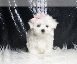 Puppy Crystal Maltese