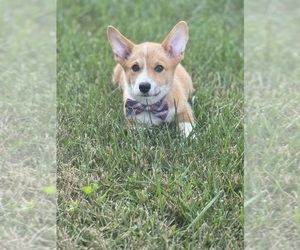 Pembroke Welsh Corgi Puppy for sale in CENTRALIA, IL, USA