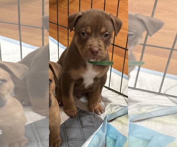 Medium Photo #3 Mutt Puppy For Sale in Euless, TX, USA