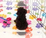 Small #2 Cockapoo (Toy)-Poodle (Toy) Mix
