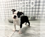 Small Photo #5 Boston Terrier Puppy For Sale in MARIETTA, GA, USA