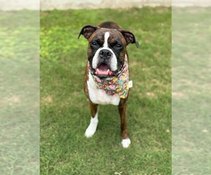 Boxer Dogs for adoption in Dumont, NJ, USA