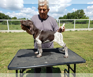 German Shorthaired Pointer Puppy for sale in NORTH JUDSON, IN, USA